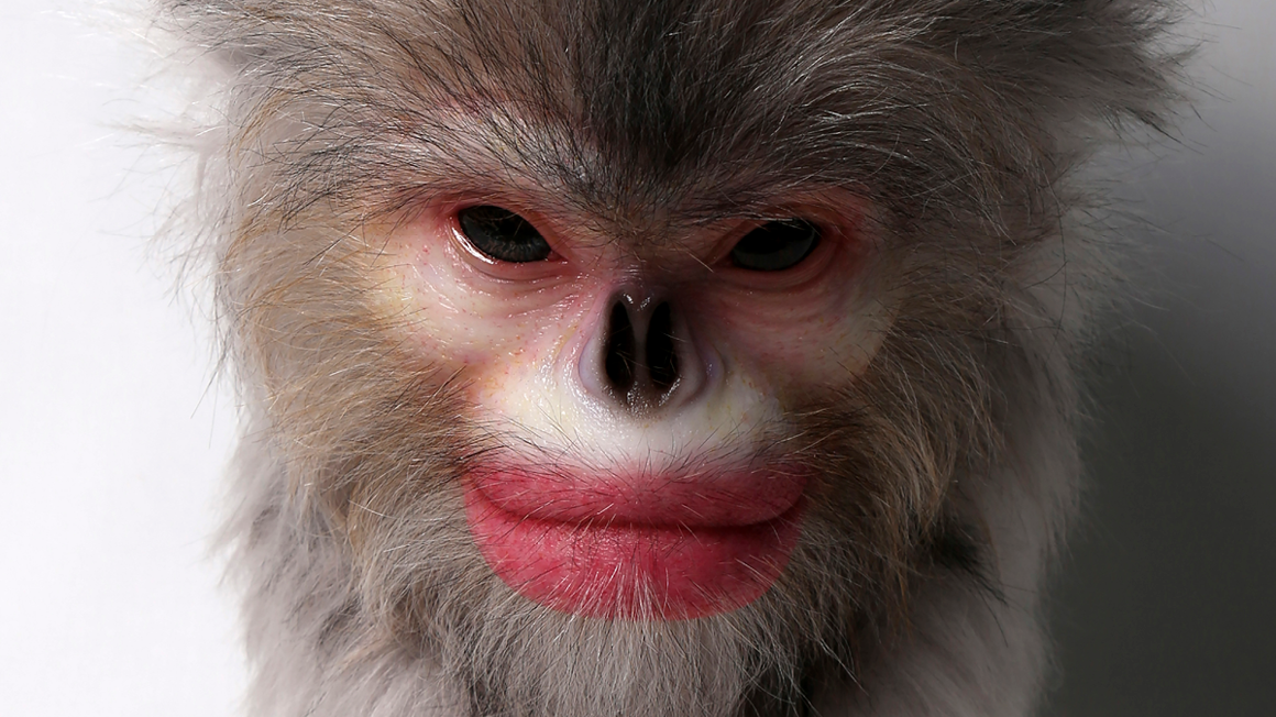 "Understudy", Abdul Abdullah, 2019.